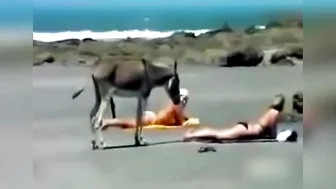 They want donkey big cock, these girls are very happy to see this They want donkey big cock, these girls are very happy to see this