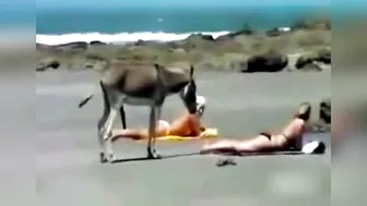 They want donkey big cock, these girls are very happy to see this