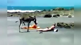 They want donkey big cock, these girls are very happy to see this