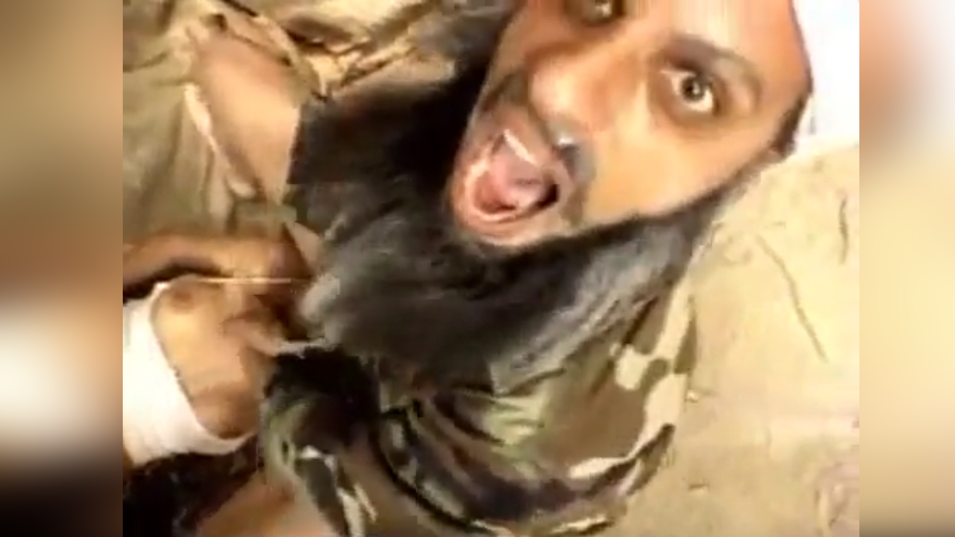 Taliban xxx video
