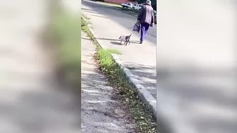 Funny dog balls Funny dog balls