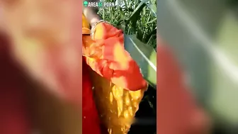 Indian aunty is going to masturbate in cornfield but she is caught