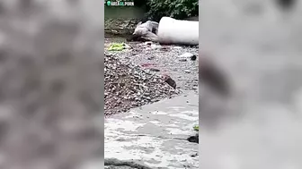 Guy sees Indian couple having sex and starts filming caught video