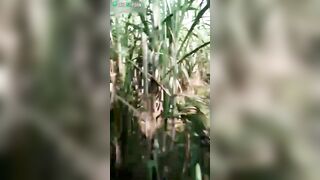 Sneaky Indian lovers are caught by stranger with camera in cornfield