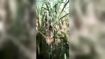 Sneaky Indian lovers are caught by stranger with camera in cornfield