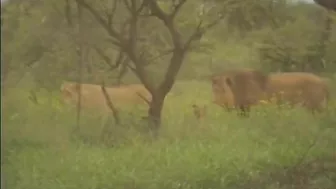 Three safari park workers fuck pussy and ass of French blonde
