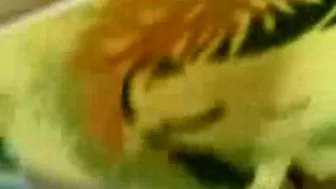 Stud makes close-up video of his cock penetrating Arab mom's ass