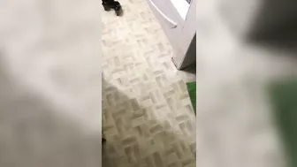 Busty Arab mom shares passionate titjob XXX perversions