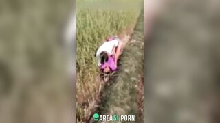 XXX Desi viral, village couple lovers caught adultery in the rice field