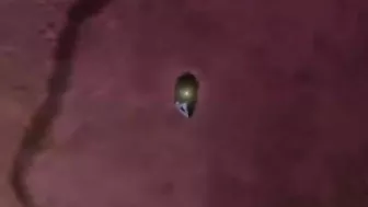 Explore the Wild World of 3D Anime Shemale Porn with Monstrous Creatures and Fantasy Adventures