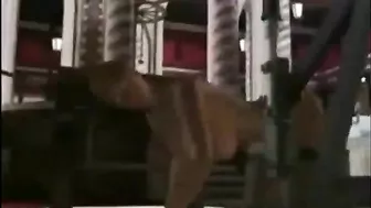 Anime Shemale Gets Oral Sex in Ghetto