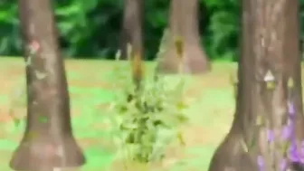 Outdoor Shemale Sucking 3D Anime Porn