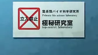 Monkey Trashes Hairy MILF's Dark Head, 3D movie