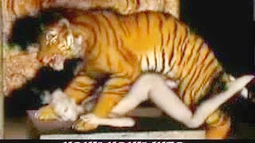 Tiger Fucks Girl - 3D Animation of a tiger fucking a girl.