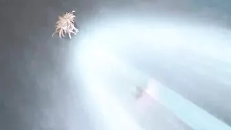 Busty Coed Handjobs Big Cock Facials - 30+ Hot Hentai Scenes!