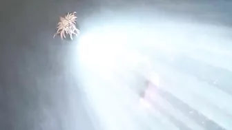 Busty Coed Handjobs Big Cock Facials - 30+ Hot Hentai Scenes!