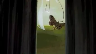 Hentai porn featuring a group of undead rapists violating sexy blondes.