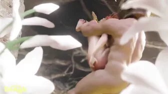 Malenia Drag Kills in Elden Ring - A Game of Fap and Glory