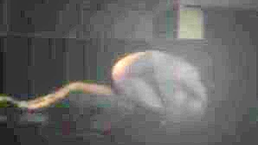 Spying on My Asian Neighbor Hot Body Cowgirl Fuck Session