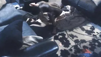 Interracial MILF Cheats with Big Black Cock on Hidden Cam