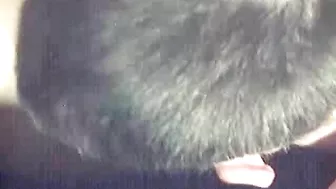 Boyfriends' Homemade Blowjobs - Twinks Sucking & Pleasing Each other