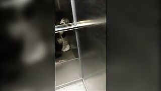 Homemade Porn Video - Amateur Blowjob with Cum Swallowed in Public Elevator