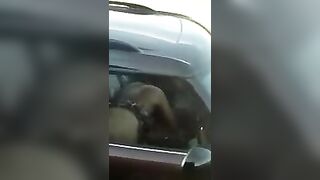 Homemade Car Sex Blowjob Amateur Exhibitionist Voyeur Porn