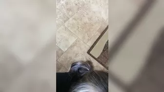 Homemade Sluts Lick Balls & Cum Dripping Amateur Nymphos