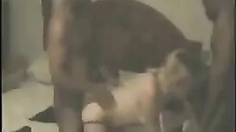 Interracial Gangbang Threesome with Petite Wife and Big BBCs