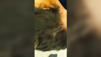 Chubby BBWs Blowing in Homemade Threesome Suckfest