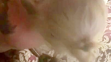 Amateur Wife Double Blowjob Threesome with Two Dicks