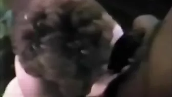 Interracial Gangbang MILF Wife Threesome with BBC and Cuckold Hubby