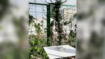 Horny girlfriend with no panties flashing pussy at the terrace Horny girlfriend with no panties flashing pussy at the terrace