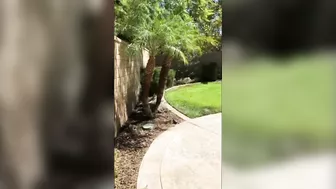 Risky Sex Under The Stars With My Lover In The Backyard