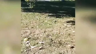 Amateur couple voyeur sex compilation